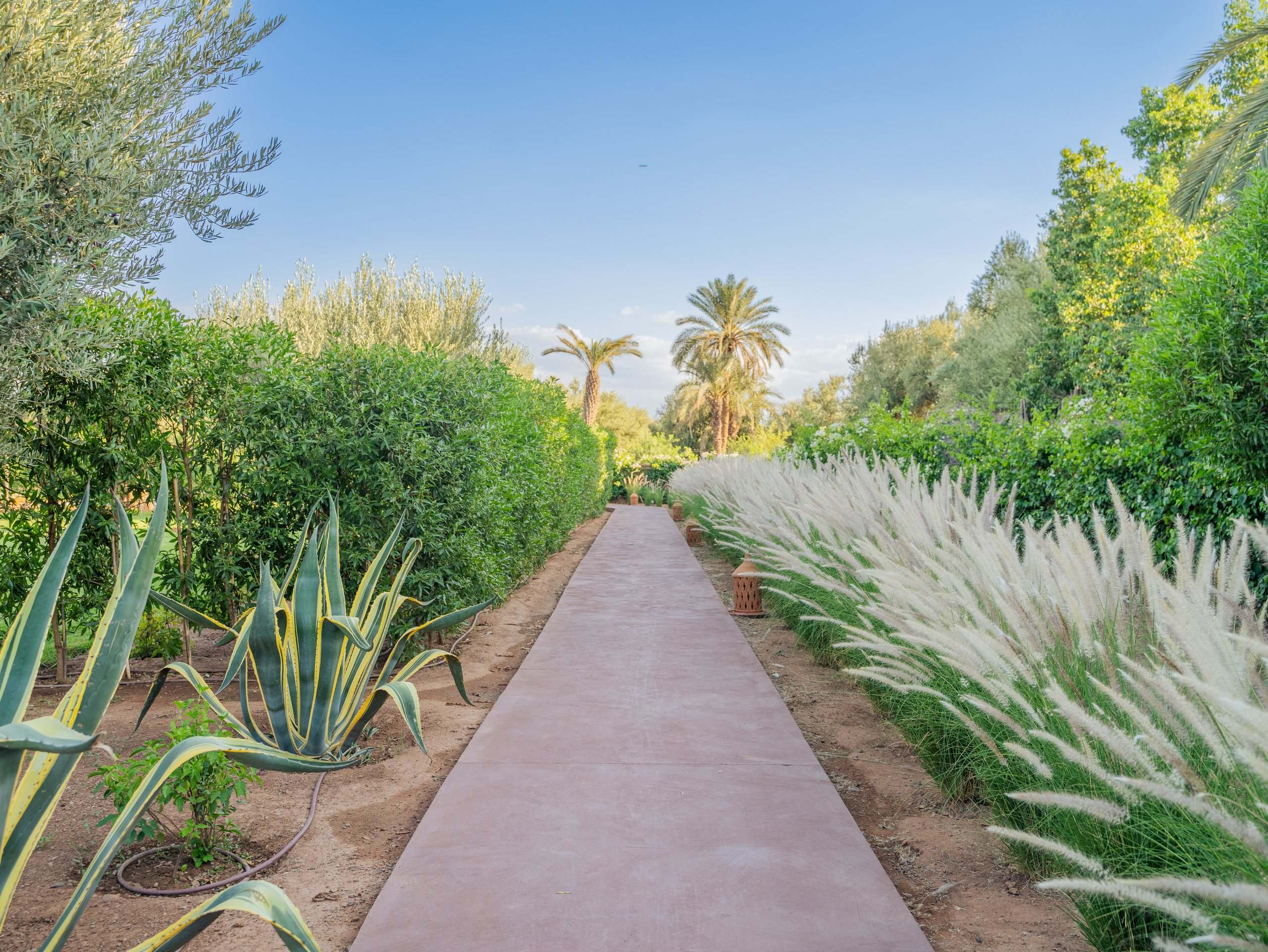 Allée entre agaves et graminées